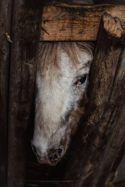 Detailní Záběr Koníkovu Tlamu Trčící Dřevěného Ohrady Kůň Světlou Srstí — Stock fotografie