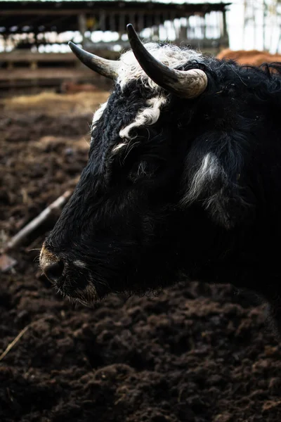 Detailní Záběr Ústí Herefordské Krávy Ohradě Mezi Bahnem Senem Dlouhovlasá — Stock fotografie