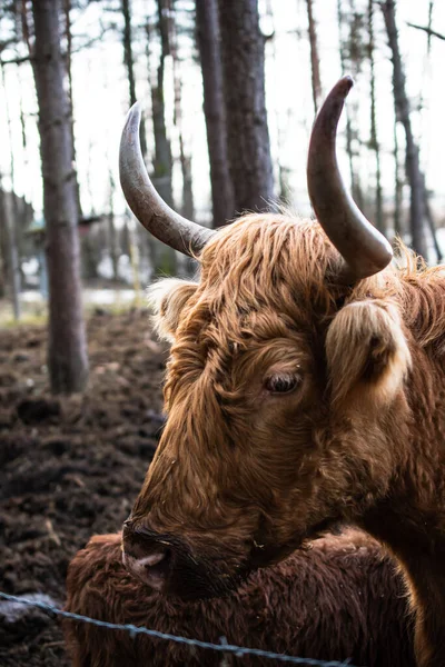 방목장에 헤리퍼드 주둥이를 사이에 감쌌습니다 소입니다 식용으로 사육되는 — 스톡 사진