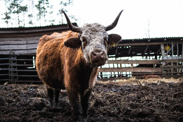 Herefordská Kráva Stojí Ohradě Seno Dlouhovlasá Kráva Hnědou Srstí Čenichem — Stock fotografie