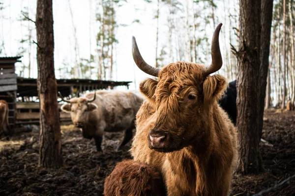 Herefordská Kráva Ohradě Obklopená Bahnem Senem Dlouhovlasá Kráva Hnědou Srstí — Stock fotografie