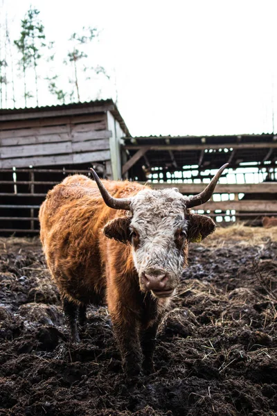 Herefordská Kráva Stojí Ohradě Seno Dlouhovlasá Kráva Hnědou Srstí Čenichem — Stock fotografie