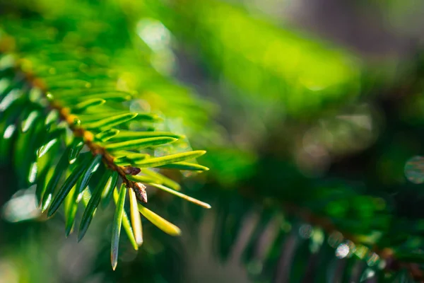 緑色の針葉樹植物の枝のマクロ写真 晴れた日に枝を発芽させます 選択的焦点 — ストック写真