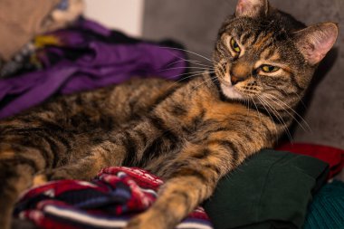 Gri bir tekir kedi gardıropta bir yığın elbisenin üzerinde üşüyor. Küçük alan derinliği.