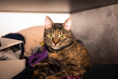 Gri bir tekir kedi gardıropta bir yığın elbisenin üzerinde üşüyor. Küçük alan derinliği.