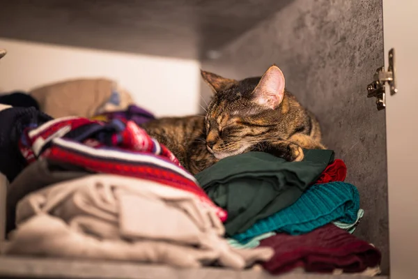 Gri bir tekir kedi gardıropta bir yığın elbisenin üzerinde üşüyor. Küçük alan derinliği.