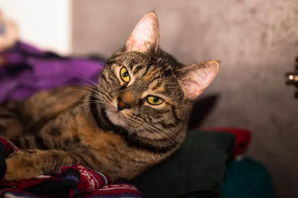 Gri bir tekir kedi gardıropta bir yığın elbisenin üzerinde üşüyor. Küçük alan derinliği.