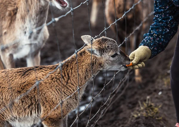 Malé Hnědé Srnčí Mládě Farmě Šedým Plotem Mrkev Dětských Rukou — Stock fotografie