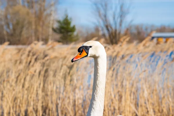 Close Long Neck Head White Swan Background Lake Summer Sunny — ストック写真