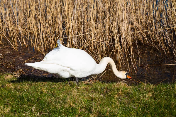 Close White Swan Stands Shore Lake Drinks Water Summer Sunny — ストック写真