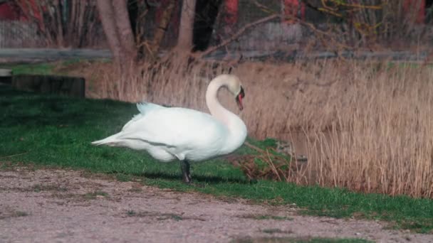 Close White Swan Walking Meadow Pond Cleaning Its Feathers Summer — Vídeo de stock
