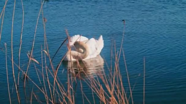 Close White Swan Swimming Pond Cleaning Its Feathers Summer Sunny — Vídeo de Stock