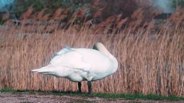 Close White Swan Walking Meadow Pond Cleaning Its Feathers Summer — Vídeo de Stock