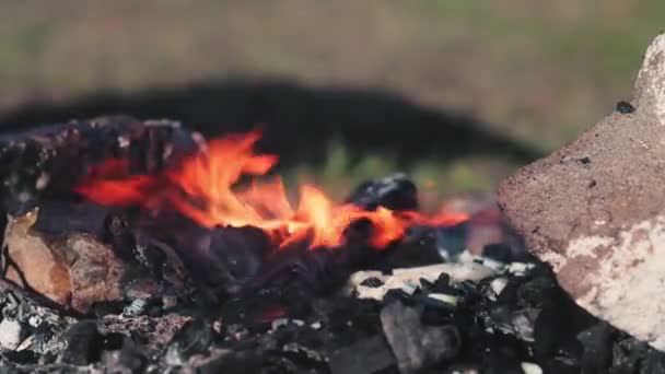 Καυσόξυλα Σημύδας Καίει Μια Φωτιά Μεταξύ Του Άνθρακα — Αρχείο Βίντεο