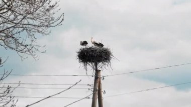 Letonya 'da, güneşli bir havada, güçlü bir rüzgar sırasında, iki leylek elektrik direğinde bir yuvada otururlar..