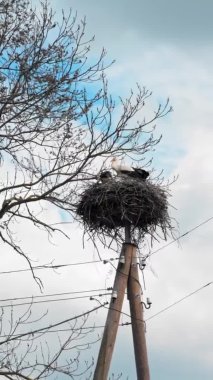 Letonya 'da, güneşli bir havada iki leylek elektrik direğinde bir yuvada oturur. Dikey video