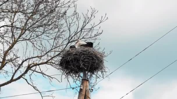 Two Storks Sit Nest Electric Pole Strong Wind Sunny Weather — Vídeo de Stock