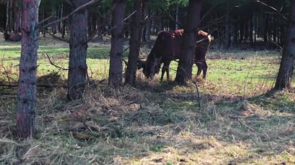 Two Deer Stands Sideways Trees Eat Grass Deer Reserve Trees — Stockvideo