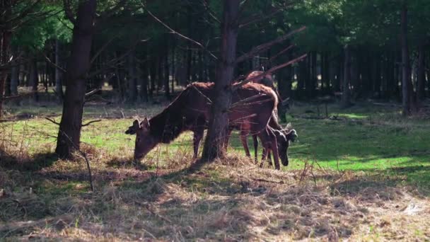 Twee Herten Staan Zijdelings Achter Bomen Eten Gras Herten Het — Stockvideo