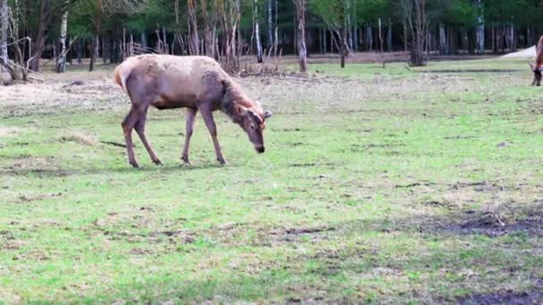 Rådjuret Står Sidled Och Äter Gräs Rådjur Reservatet Bland Träd — Stockvideo