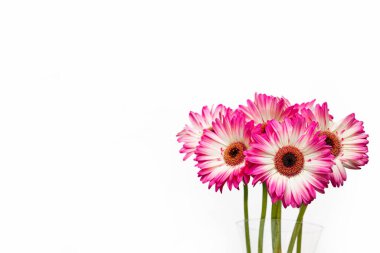 Beyaz arka planda beyaz ve pembe yapraklı Gerbera Jamesonii çiçekleri. İzole et. Küçük alan derinliği.