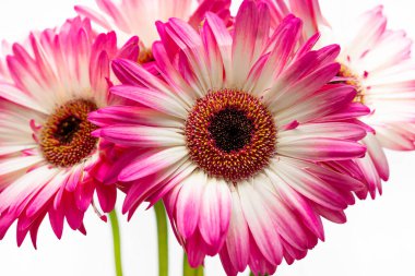 Gerbera Jamesonii çiçeklerinin beyaz arka planda beyaz ve pembe taç yaprakları ile yakın çekimi. İzole et. Küçük alan derinliği.