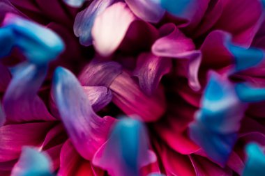 Çiçek açmış bir Kore kasımpatısı tomurcuğunun pembe-mavi taç yapraklarıyla yakın çekimi. Makro. Küçük alan derinliği.