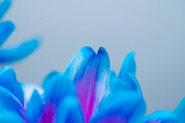 Çiçek açmış bir Kore kasımpatısı tomurcuğunun pembe-mavi taç yapraklarıyla yakın çekimi. Makro. Küçük alan derinliği.