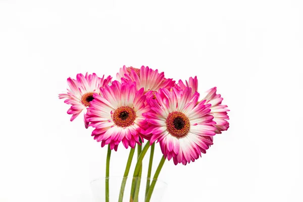 Ramo Flores Gerbera Jamesonii Con Pétalos Blancos Rosados Sobre Fondo — Foto de Stock