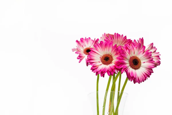 Ramo Flores Gerbera Jamesonii Con Pétalos Blancos Rosados Sobre Fondo — Foto de Stock