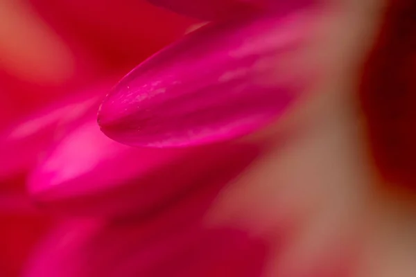 Close Roze Bloemblaadjes Gerbera Jamesonii Bloemen Met Witte Roze Bloemblaadjes — Stockfoto