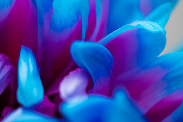 Close-up of a blooming Korean chrysanthemum bud with pink-blue petals. Macro. Small depth of field.