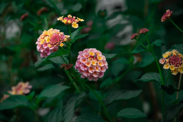 Camara Lantana Voûté Lantana Décoratif Avec Des Fleurs Roses Jaunes — Photo