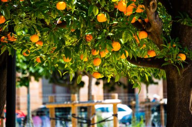 Close-up of tangerine tree branches with juicy fruits in the Ciutadella Park in Barcelona, Spain. clipart