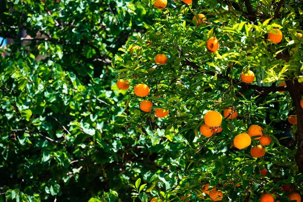 Gros Plan Sur Les Branches Mandarinier Aux Fruits Juteux Dans — Photo