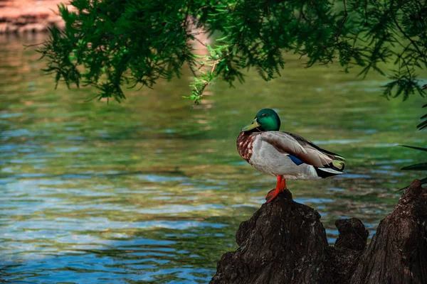 野生のアヒルは スペインのバルセロナのシウタデッラ公園の日陰にある人工池の近くの石の上に座っています — ストック写真