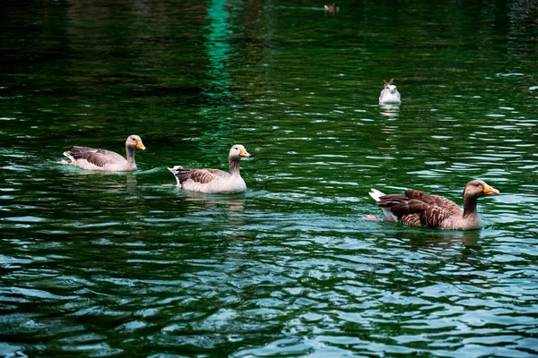 バルセロナのシウタデッラ公園の人工池でエメラルドウォーターで3匹のガチョウが次々と泳いでいます — ストック写真