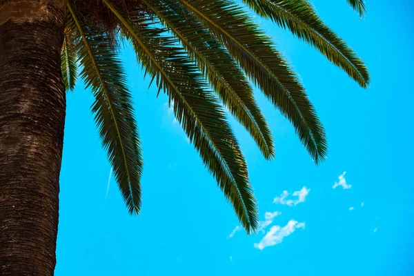 Крупный План Пальмовых Ветвей Фоне Голубого Неба Парке Ciutadella Барселоне — стоковое фото
