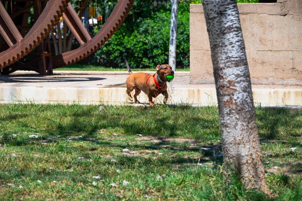 Spain Barcelona May 2022 Brown Dachshund Green Ball Ran Out — Stockfoto