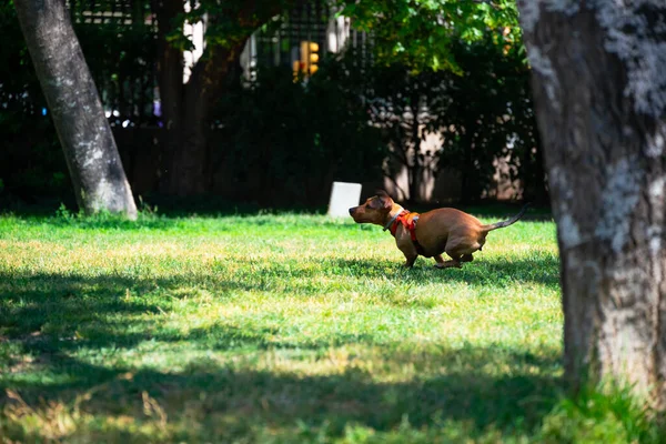 Spain Barcelona May 2022 Brown Shorthaired Dachshund Runs Green Lawn — Stockfoto