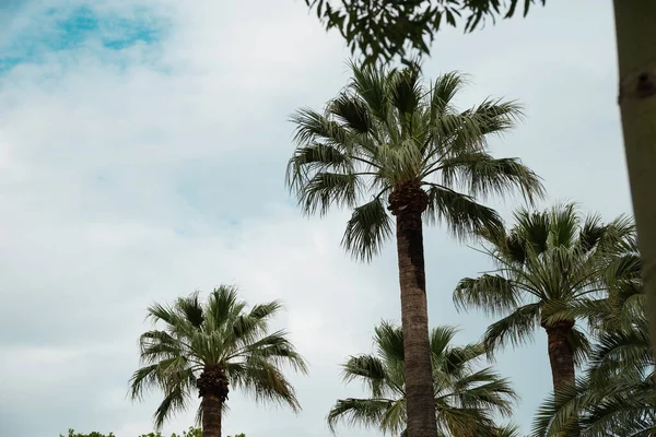 Пальмы Фоне Голубого Неба Облаков Парке Цитадели Барселоне Испания — стоковое фото