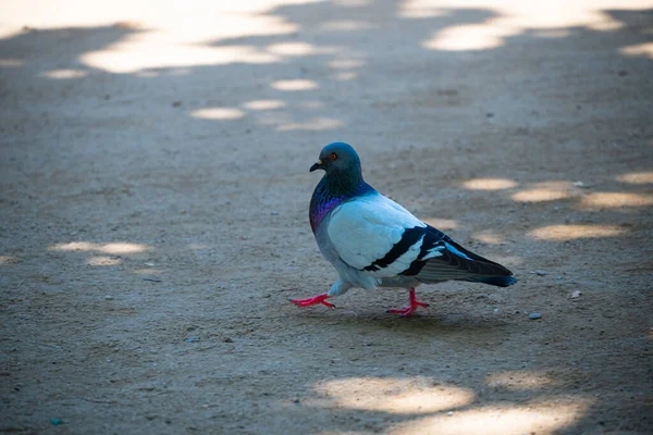 A wild rock dove, pale gray with two black stripes on each wing, walks along a sandy path in Ciutadella Park in Barcelona, Spain.