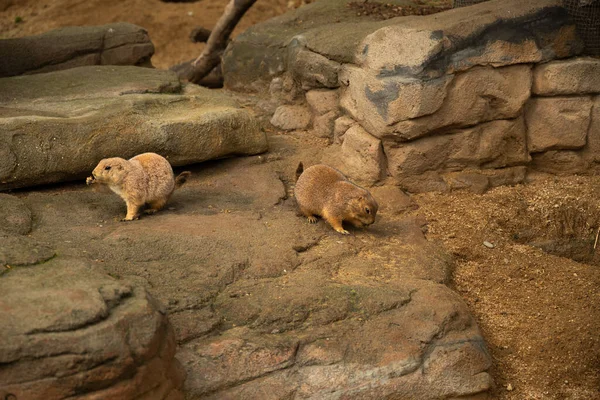 两只黑尾草狗坐在岩石上吃着 — 图库照片