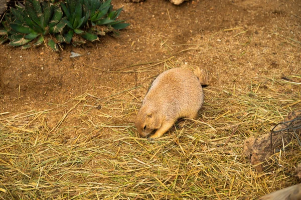 黑尾草猎犬在沙地和干草上挖了个洞 — 图库照片