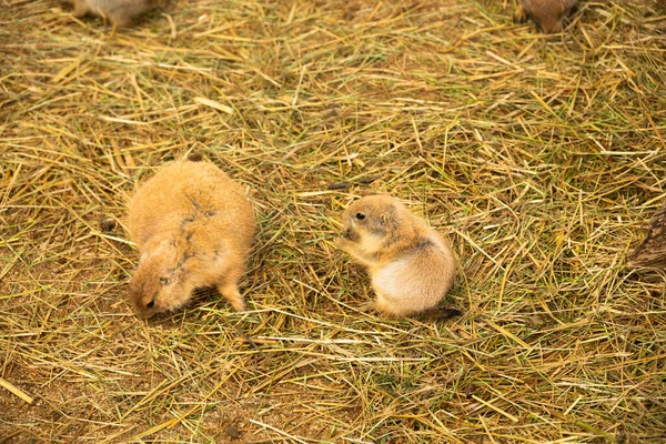 Dos Perros Pradera Cola Negra Sientan Arena Heno — Foto de Stock