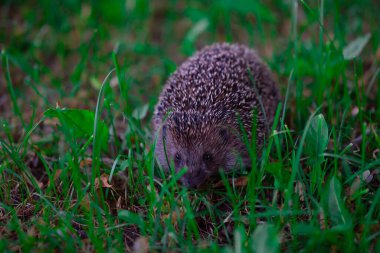Yeşil çimlerde sevimli kahverengi dikenli kirpi. Küçük alan derinliği.