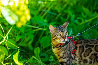 Kırmızı tasmalı genç bir Bengal kedisi, Letonya 'nın Jurmala şehrinde güneşli bir günde yeşil çimlerde yürüyor. Kedi bir yaşında, kahverengi ve altın rengi..