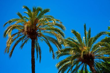 İspanya 'nın Barselona kentindeki Ciutadella Parkı' nda avuçlar mavi gökyüzünün arka planına karşı..