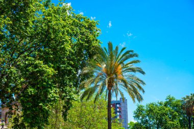 Palmiyeler, İspanya 'nın Barselona kentindeki Ciutadella Park' ında diğer ağaçların ve mavi gökyüzünün arka planına karşı..