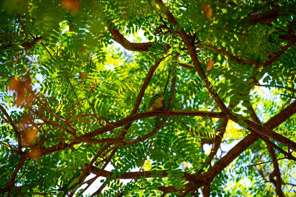Green Background Acacia Branches Leaves Parrots Them Ciutadella Park Barcelona — ストック写真